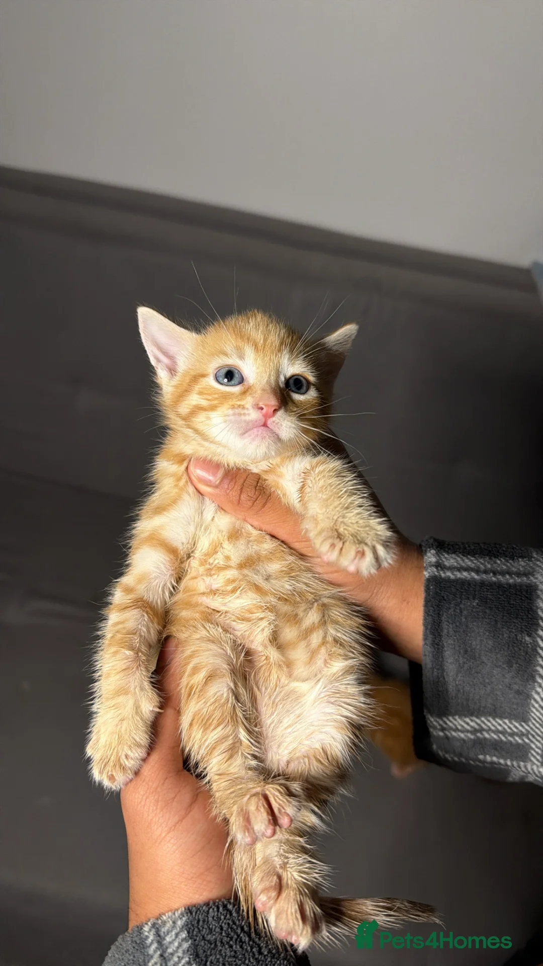 Mixed Breed cats for sale: 2 Ginger Kittens – Both Boys – Litter Trained 🐾 - Advert 2