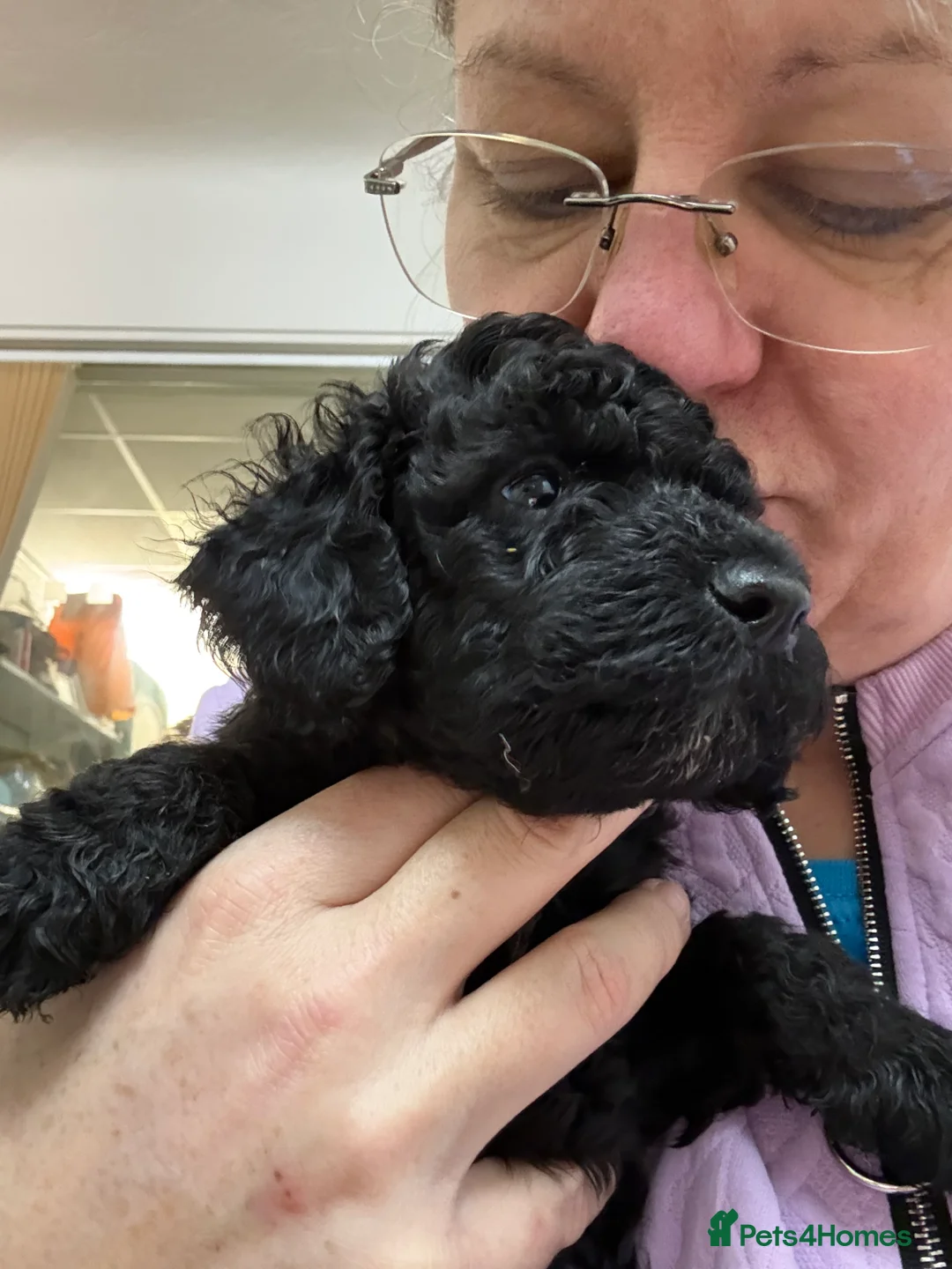 Cockapoo dogs for sale: F1b Cockapoo puppies 1 girl remaining - Advert 13