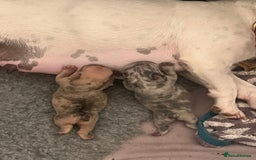 French Bulldog dogs for sale: Milo, Lovable boy Frenchie, amazing price 💫 - Image 20