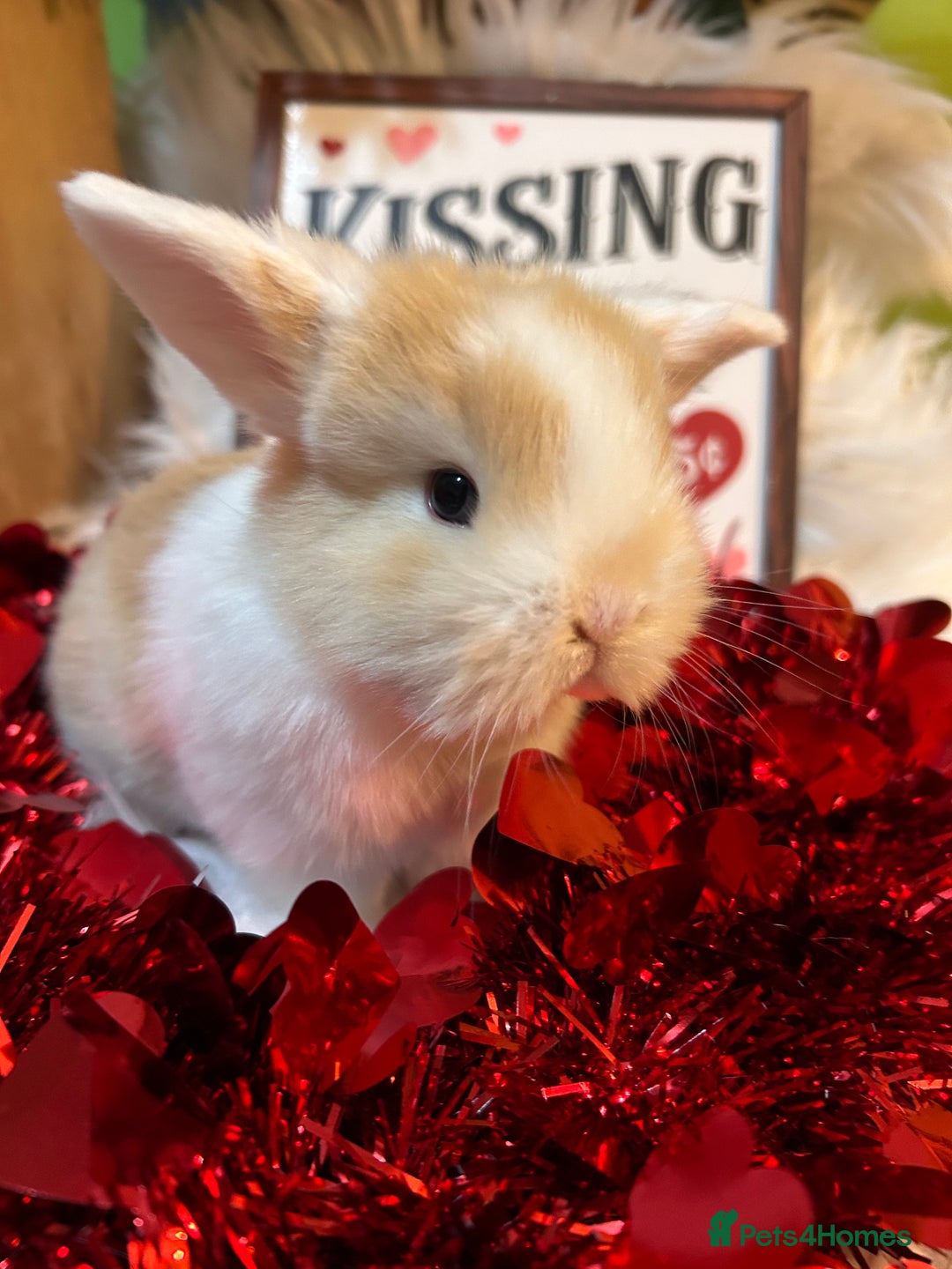 Mini Lop rabbits for sale: 🌼Mini lop Girls 🌼 - Advert 12