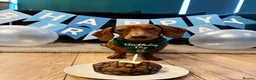 Miniature Dachshund dogs for sale: 6 year old mini dachshund looking for forever home - Advert 3