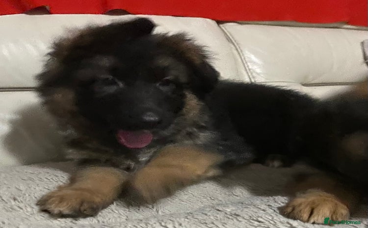 German Shepherd dogs - Advert 2