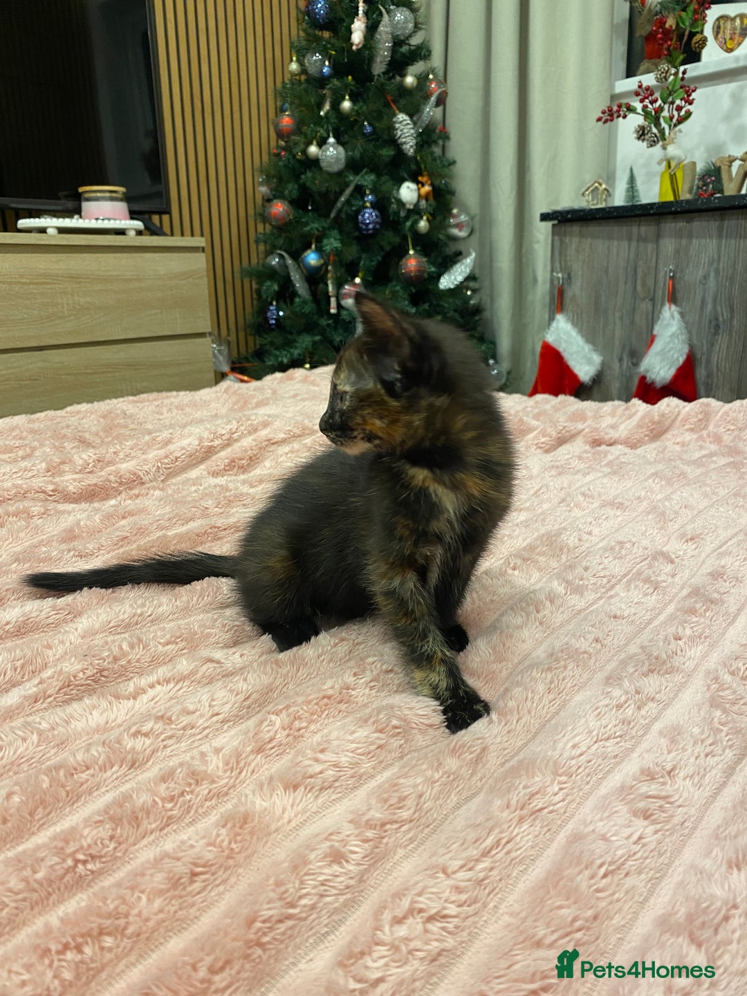 Mixed Breed cats for sale: 5 lovely kittens for sale - Advert 28