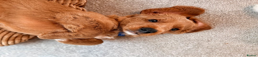 Australian Labradoodle Puppy 2