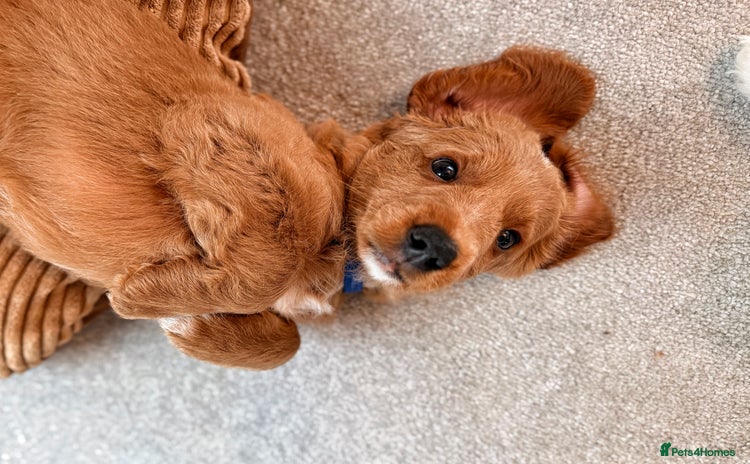 Australian Labradoodle dogs - Advert 14