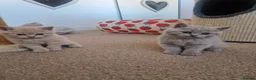 British Shorthair cats for sale: Beautiful British Shorthair Kittens 😻 - Advert 19