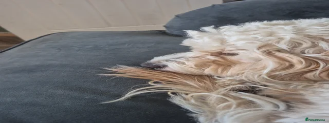 Teddy 