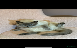 British Shorthair cats for sale: Blue tortie girl  - Image 4