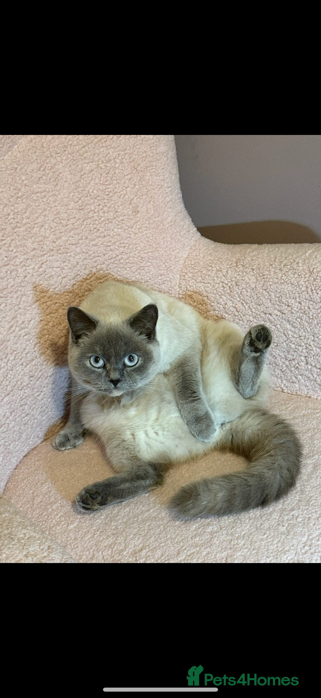 British Shorthair cats for sale: Blue tortie girl  - Image 4