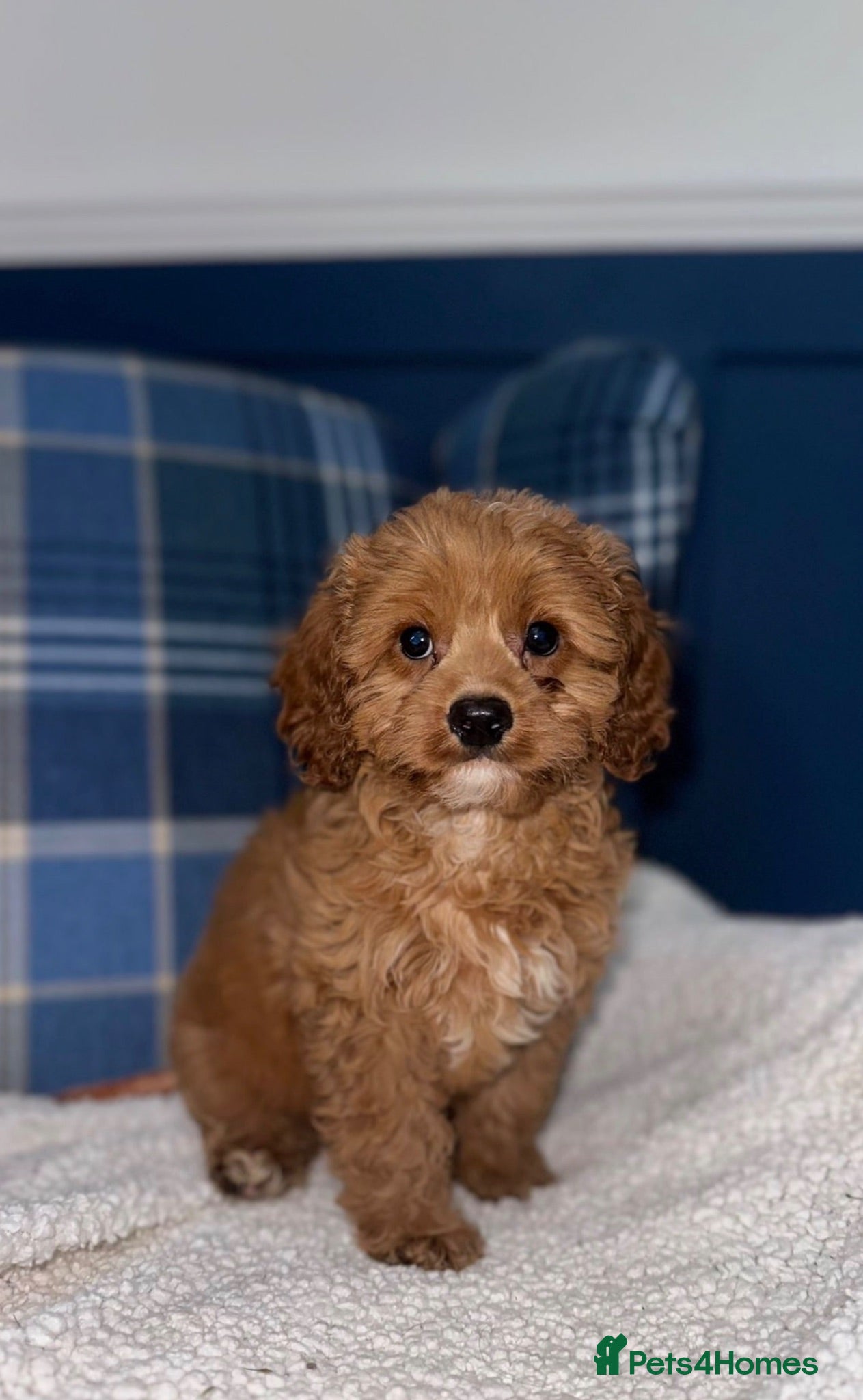 Cavapoo dogs 🩷💙Outstanding Red Cavapoo Puppies💙🩷 - Advert 1