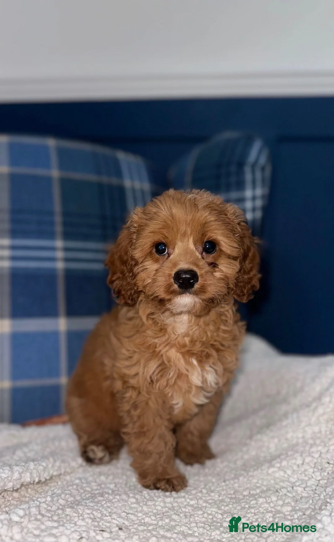 Cavapoo dogs for sale: 🩷💙Outstanding Red Cavapoo Puppies💙🩷 - Advert 2