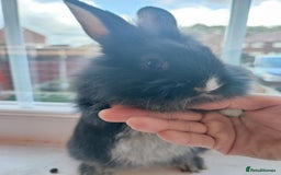 Dwarf Lop rabbits for sale: A cute little rabbit - Image 6