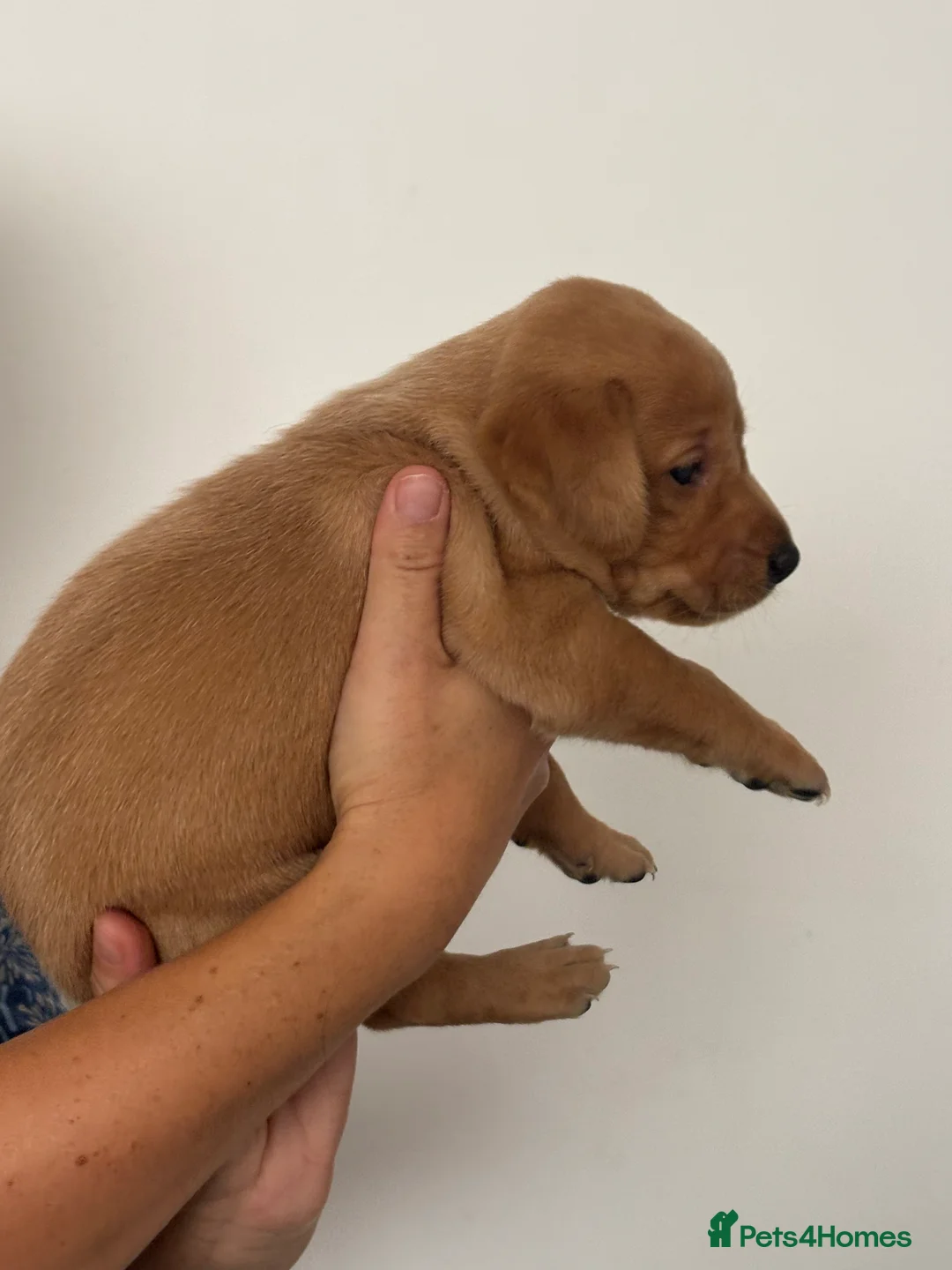 Labrador Retriever dogs for sale: DNA Clear KC Reg Exceptional Working Lines  - Advert 2
