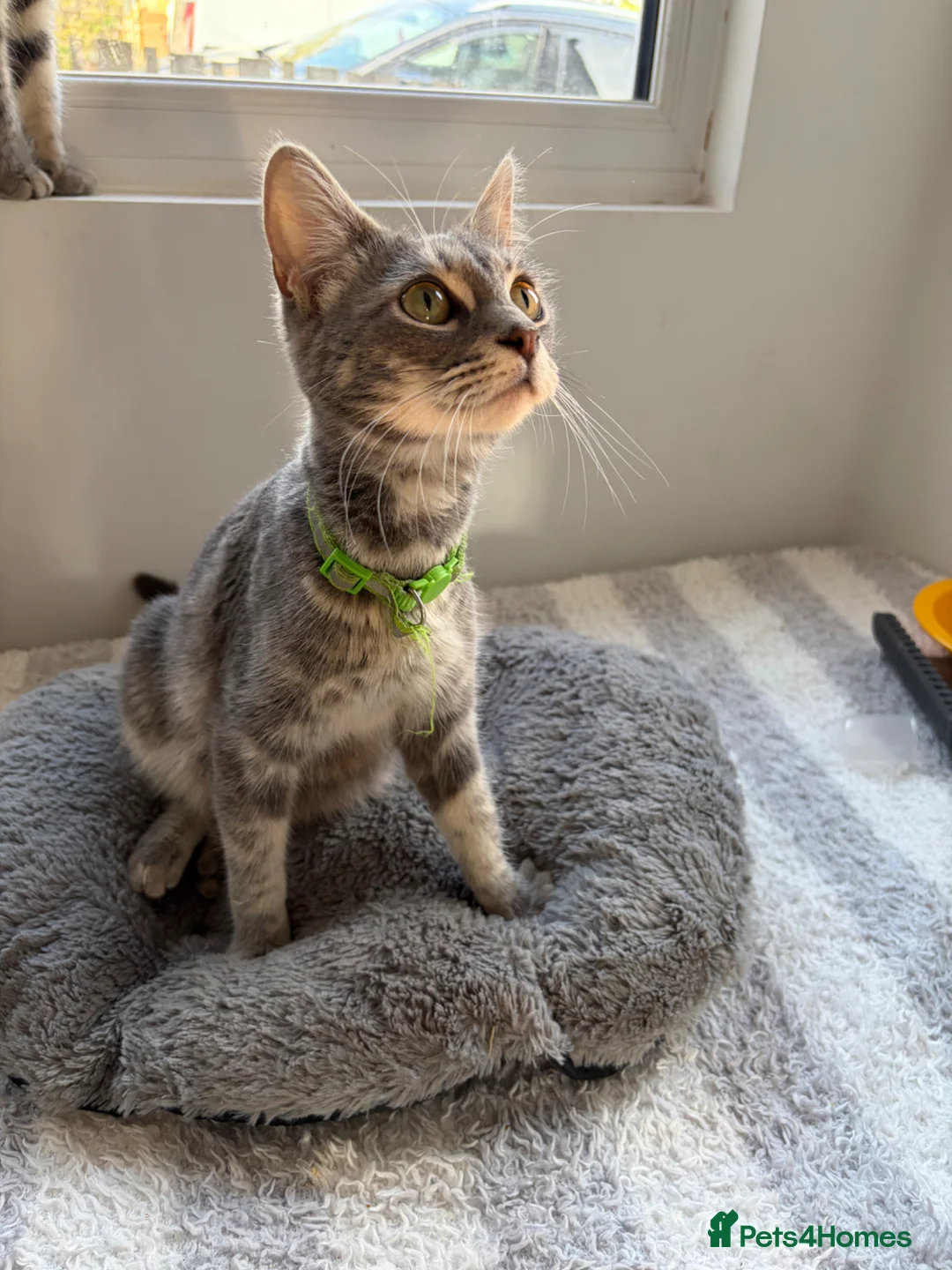 Mixed Breed cats for sale: Beautiful tabby kittens - Advert 2