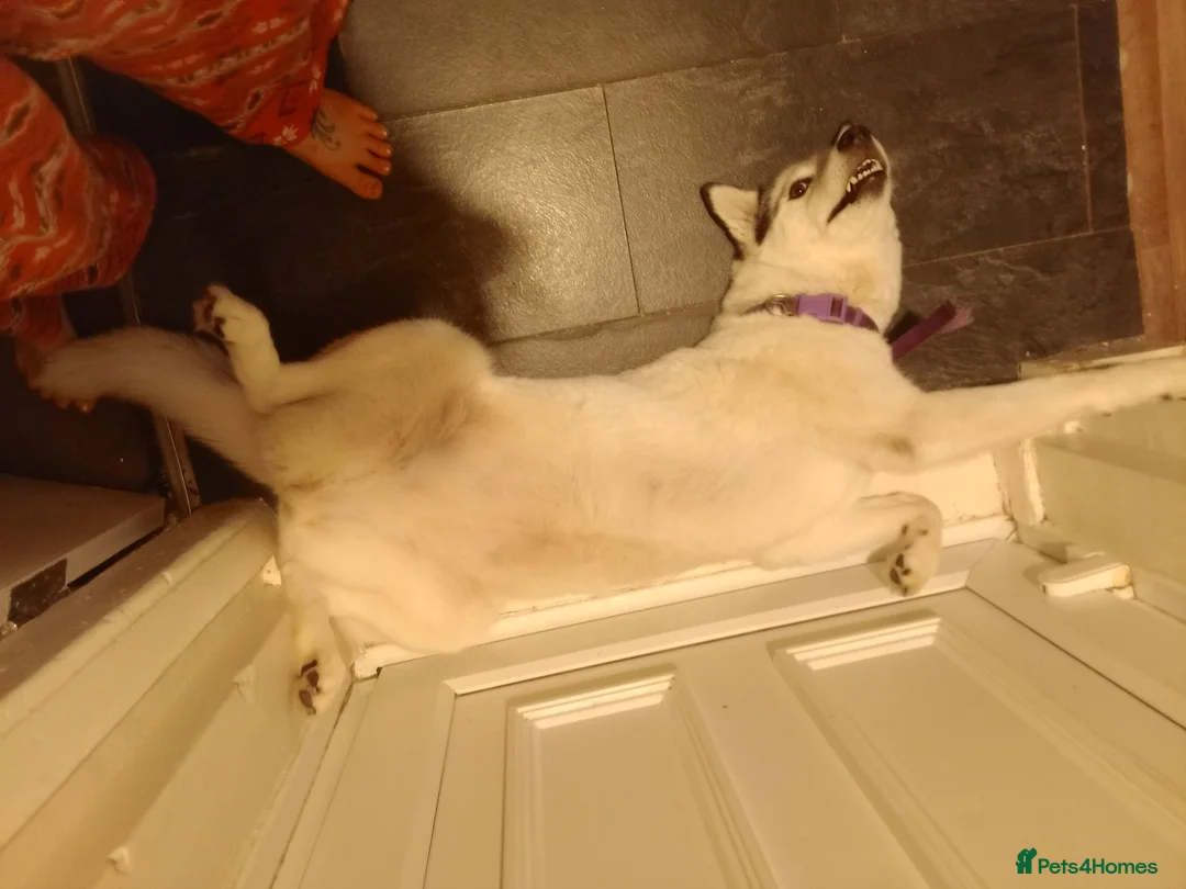 Mixed Breed dogs for sale: Labsky - Advert 1