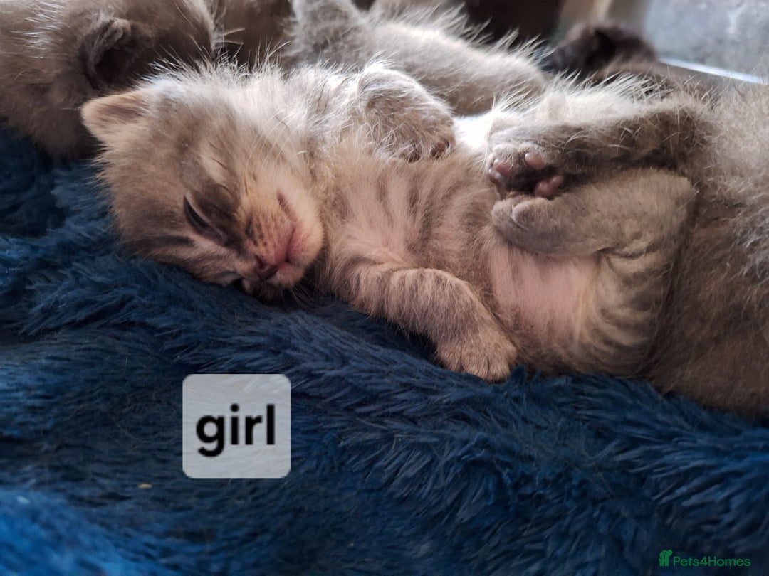 Scottish Fold cats for sale: 7 kittens for sale - ready 16th december - Image 12