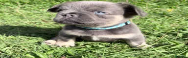 French Bulldog 3