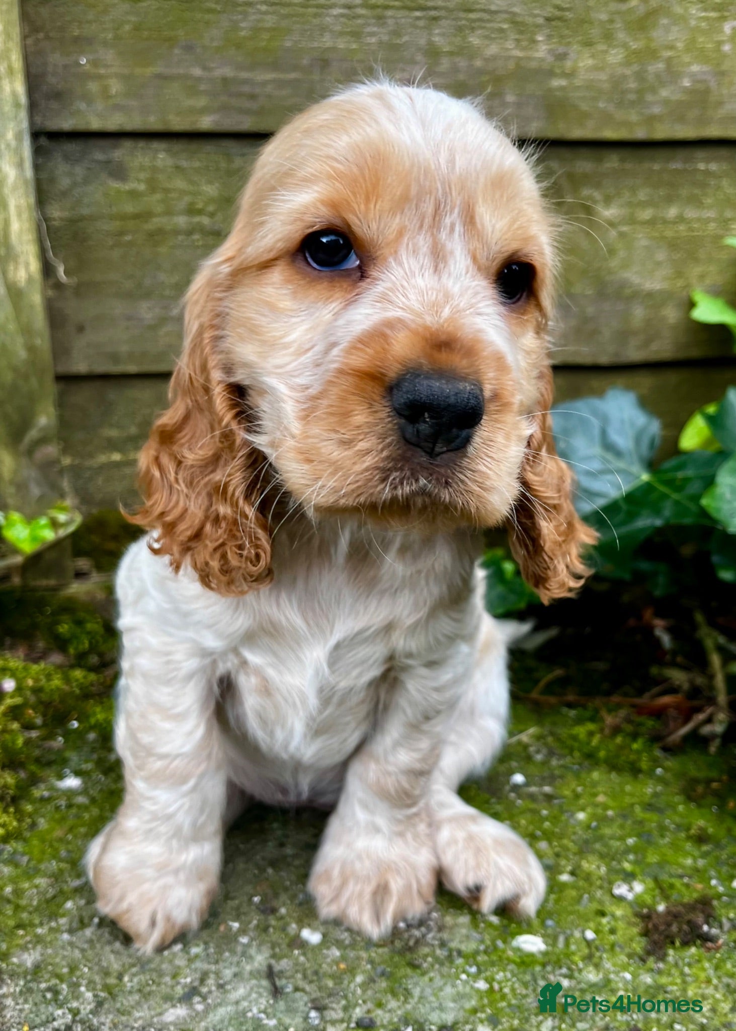 Cocker Spaniel dogs KC English Cocker Female Puppy - Advert 15