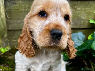 Cocker Spaniel dogs KC English Cocker Female Puppy - Advert 15