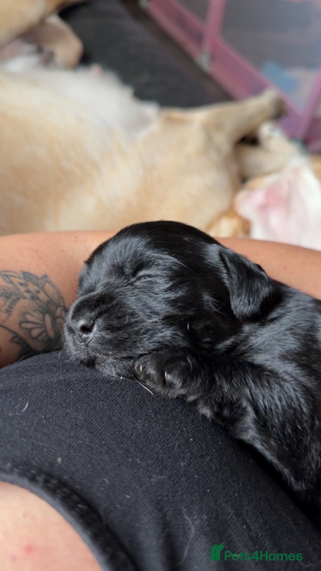 Mixed Breed dogs for sale: Labrador X Yorkshire terrier  - Image 7