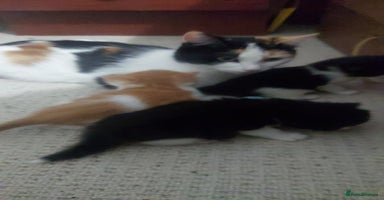 Mixed Breed cats - Advert 8