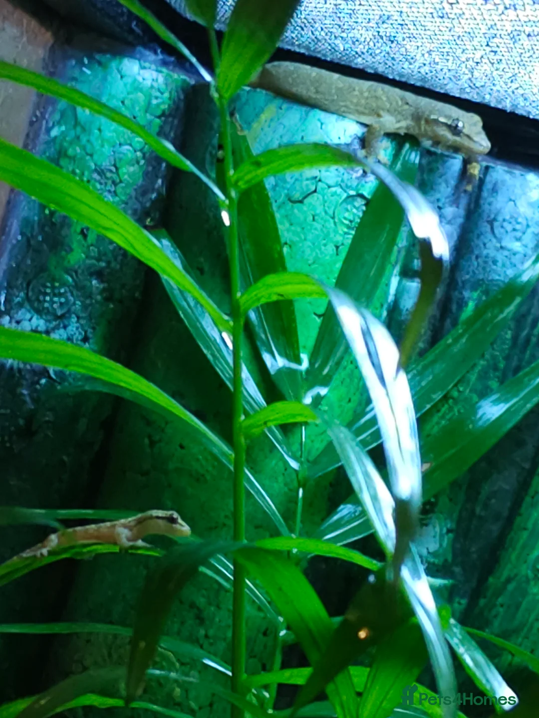 Gecko reptiles for sale: Baby mourning geckos for sale  - Advert 5