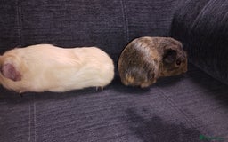 Guinea Pig rodents for sale: Cute pair boy guinea pigs  - Image 12
