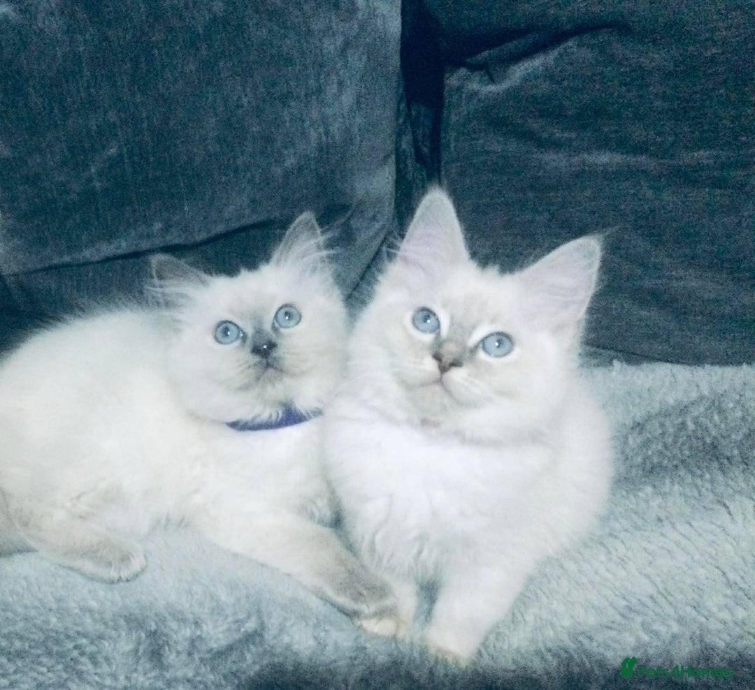 Ragdoll cats for sale: Ragdoll kittens girls - Advert 1