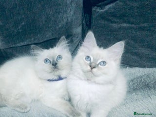 Ragdoll cats Ragdoll kittens girls - Advert 1