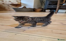 Maine Coon cats for sale: Beautiful Mainecoon X  9 kittens  - Image 15