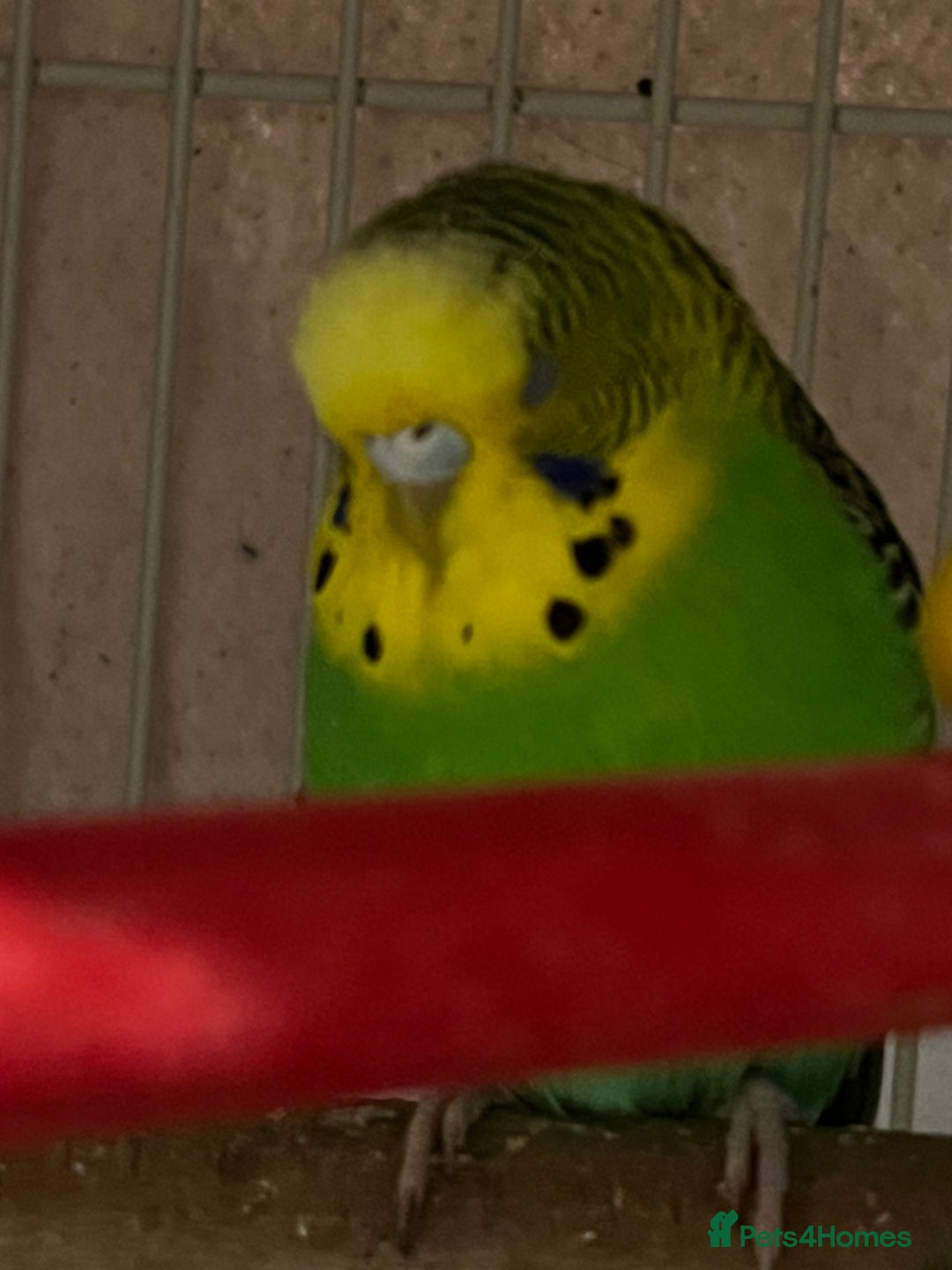 Budgerigars birds for sale: 3 budgies + cage - Advert 8