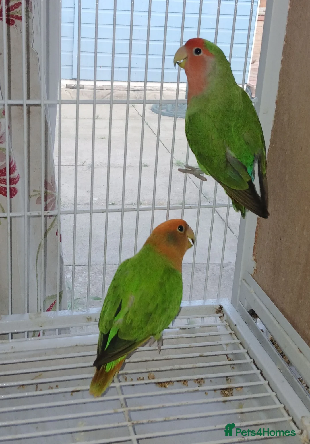 Lovebirds birds for sale: Lovebird pairs £50 per pair - Advert 1