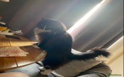 Ragdoll cats for sale: Two Ragdolls. Mom and Son. Ready for new home. - Image 15