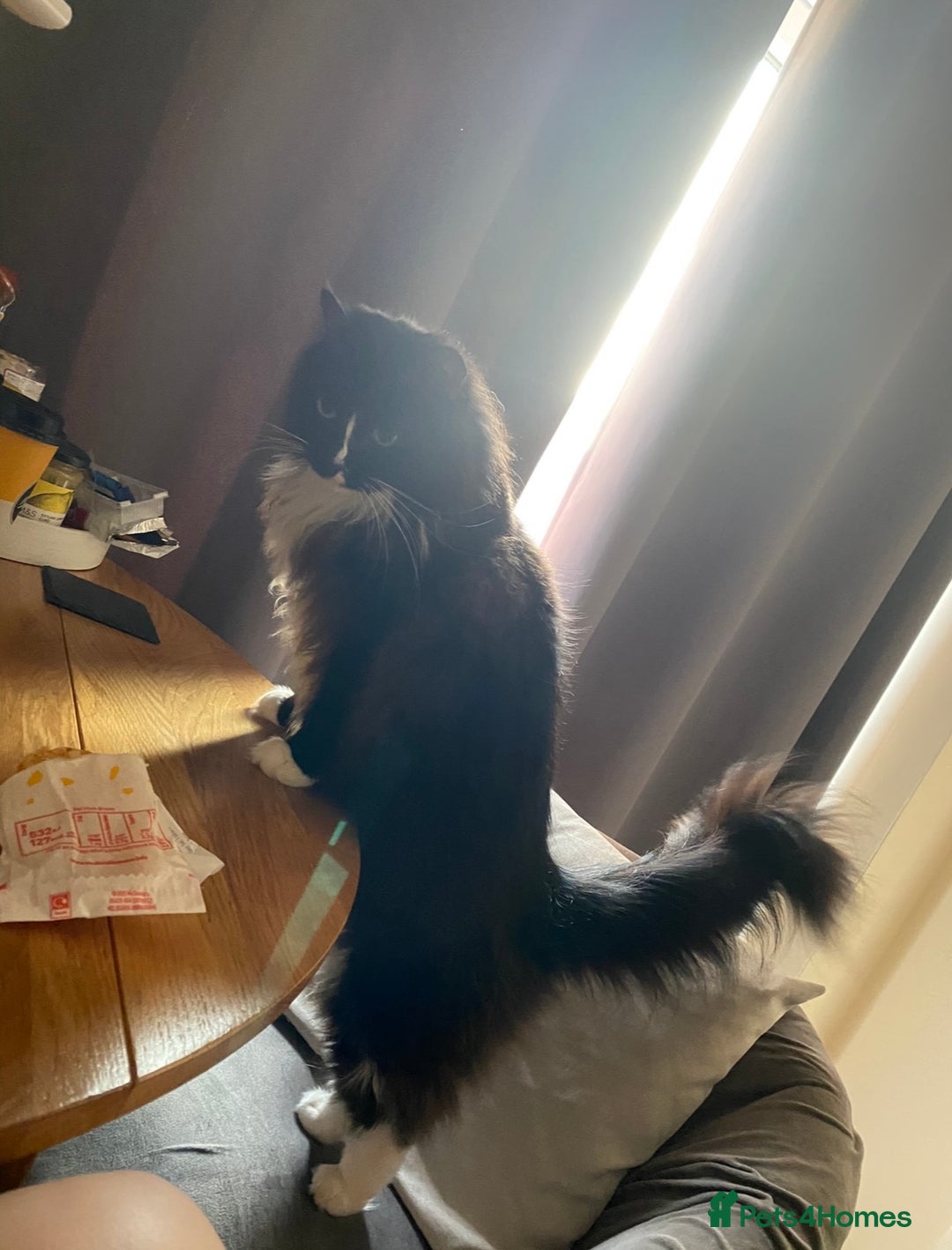Ragdoll cats for sale: Two Ragdolls. Mom and Son. Ready for new home. - Image 15