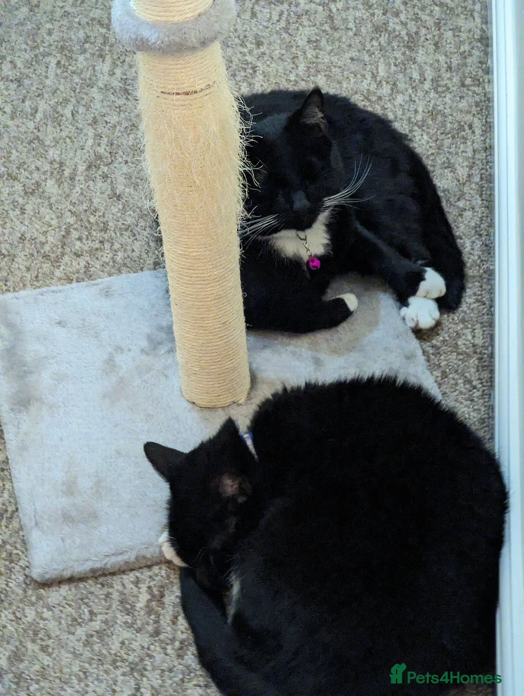 Domestic Shorthair cats for sale: Buddy & Ozzy - Two Cats Seeking Their Perfect home - Advert 4