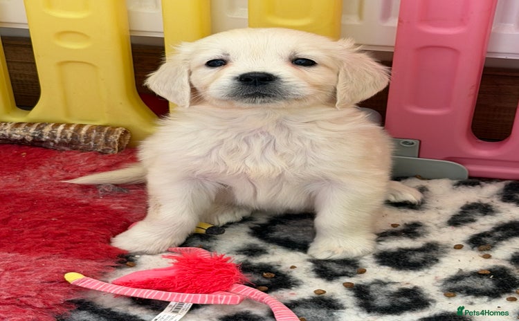 Golden Retriever dogs Exceptional litter of kc healthy golden retrievers - Advert 1