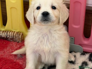 Golden Retriever dogs Exceptional litter of kc healthy golden retrievers - Advert 7