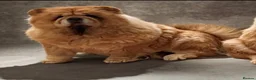 Chow Chow dogs for sale: Beautiful chow chow puppies  - Advert 10