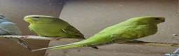 Budgerigars birds for sale: Baby budgies - Budgies - Advert 4