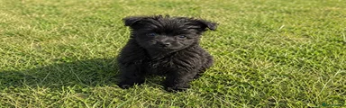 Maltipoo 2