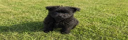 Maltipoo dogs for sale: Maltipoo puppies  in Epping - Advert 4