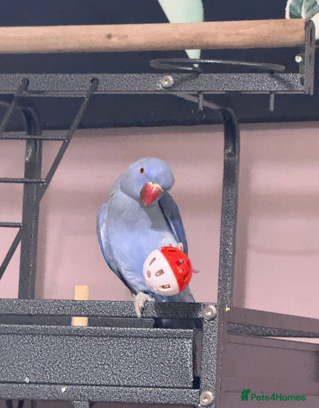 Ringnecks birds for sale: Violet Female Indian Ringneck in Manchester - Advert 2