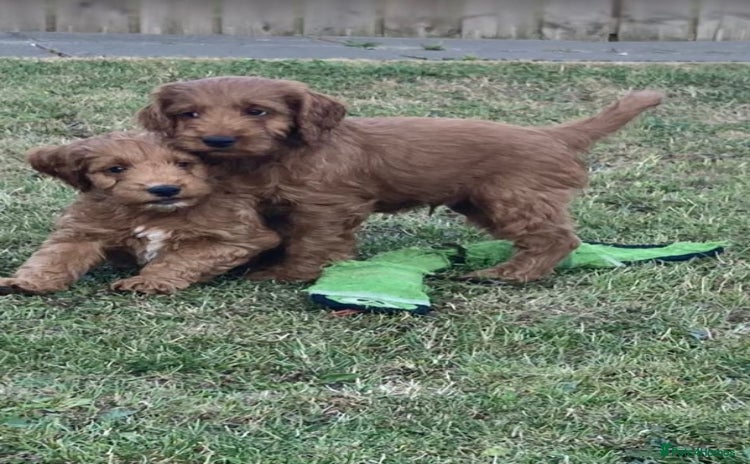 Cockapoo dogs - Advert 16