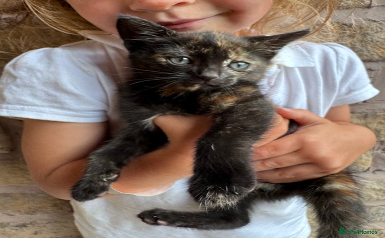 Mixed Breed cats - Advert 14