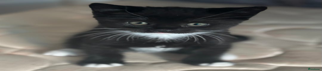 British Shorthair Kitten 1