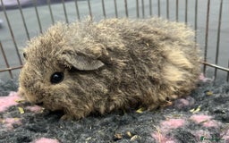 Guinea Pig rodents for sale: Texel,Sheltie,merino,coronet guinea pigs  - Image 2