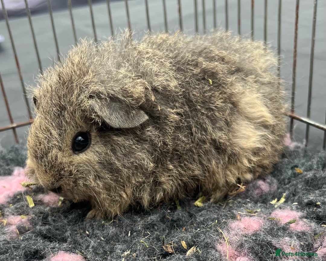 Guinea Pig rodents for sale: Texel,Sheltie,merino,coronet guinea pigs  - Image 2