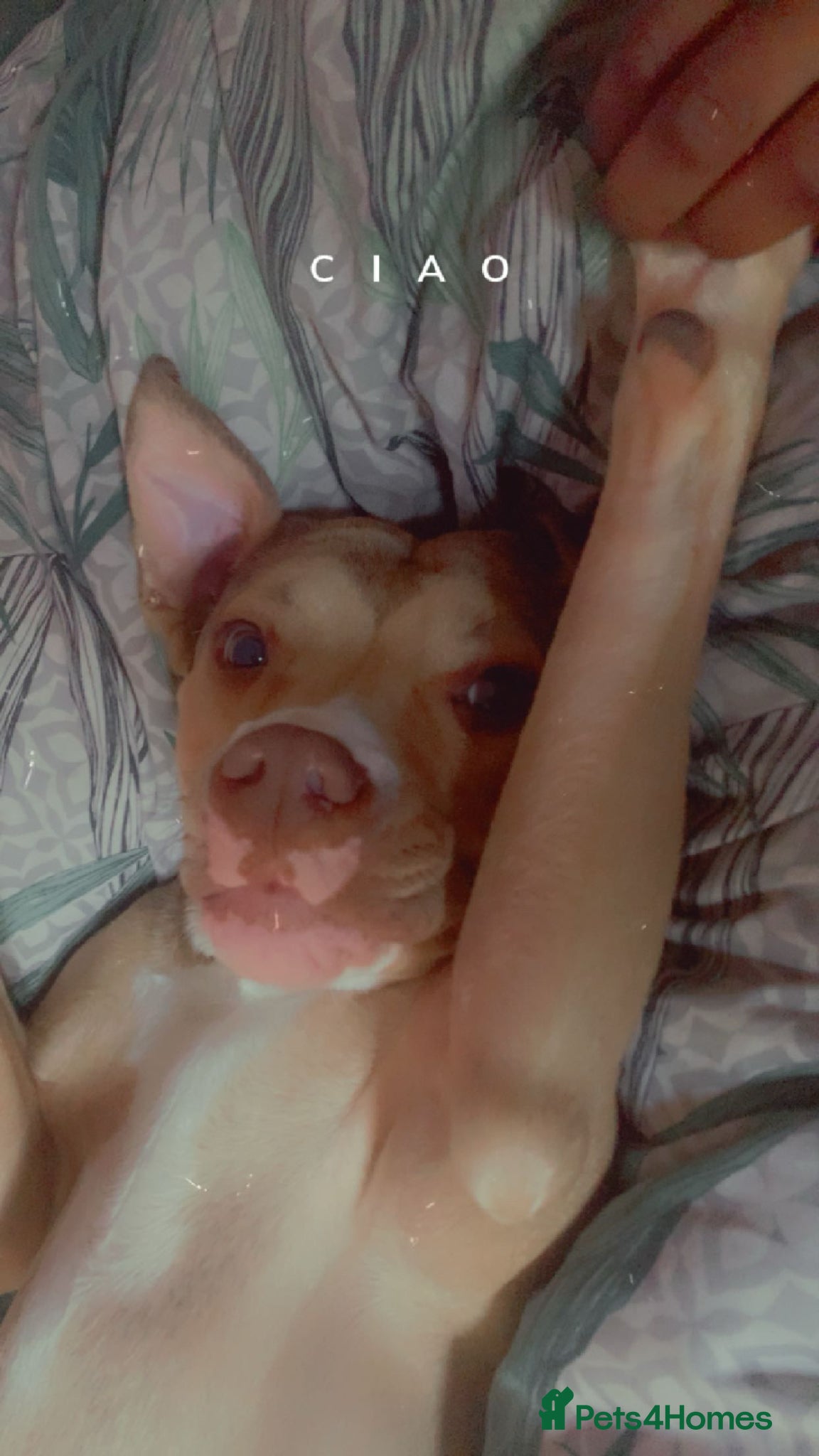 Mixed Breed dogs for sale: Milly/Millions - Advert 5