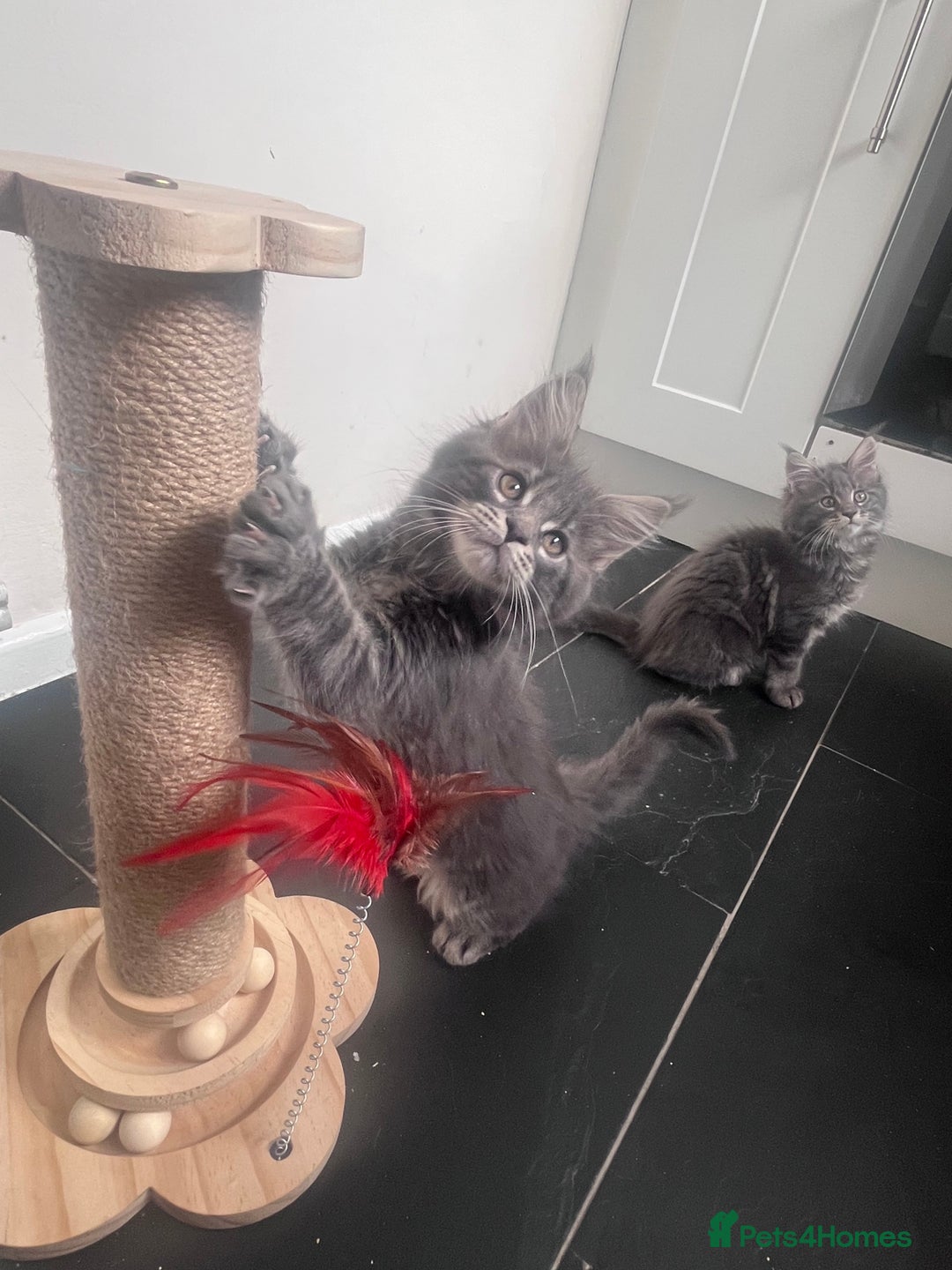 Maine Coon cats for sale: TICA Registered Maine Coon Kittens Blue/Silver - Image 10