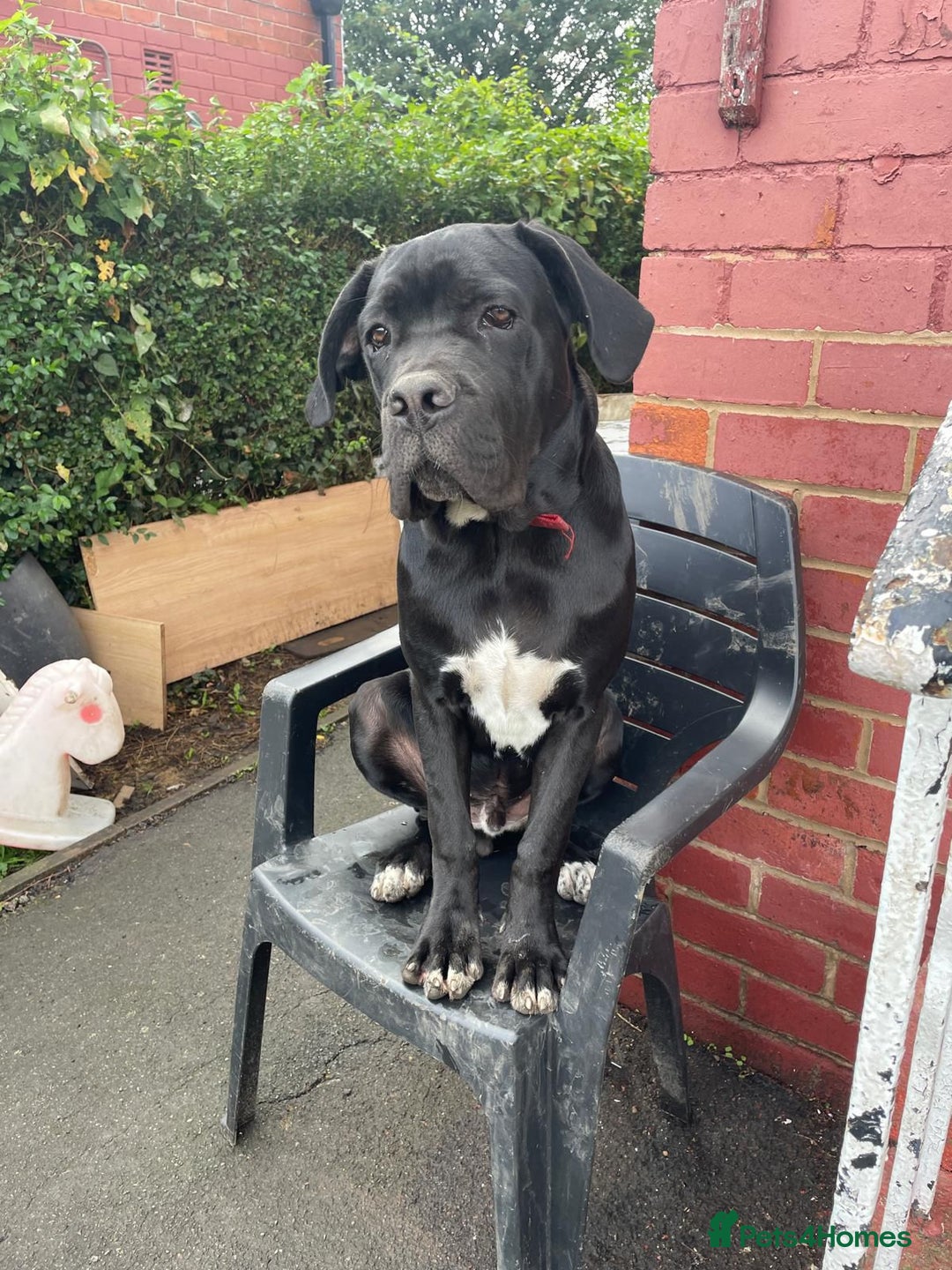 Cane Corso dogs for sale: PURE CANE CORSO MALE - Advert 8